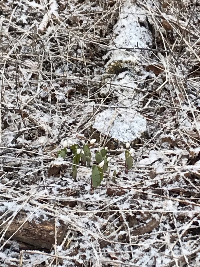 These spring flowers poking up from a spring snowfall are a small good thing I saw on a walk recently